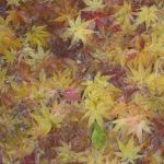 an autumn mosaic of fallen maple leaves