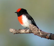 Red Capped Robin