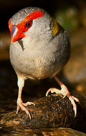 Red-Browed Finch