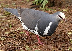 Wonga Pigeon
