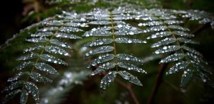 fern with water drops