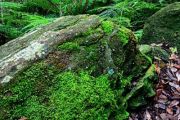 mossy boulder
