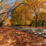 the avenue in autumn sunshine