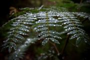 Fern with water drops