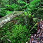 Mossy boulder