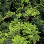 Tree Ferns from above