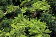 Tree Ferns from above