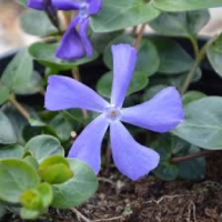 Blue Periwinkle (Vinca major)